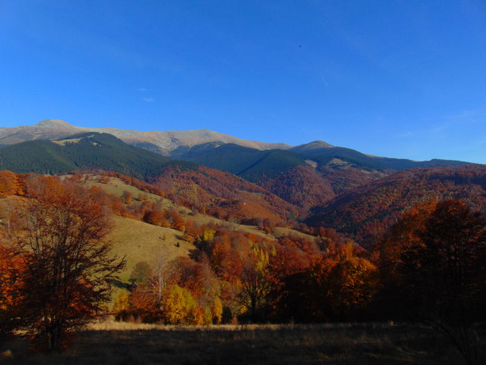 DSC01803 - Toamna 2015