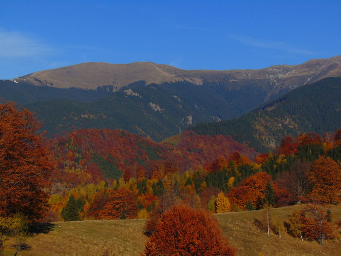 DSC01807 - Toamna 2015