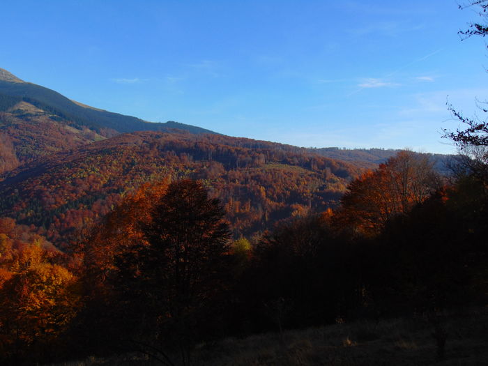 DSC01808 - Toamna 2015
