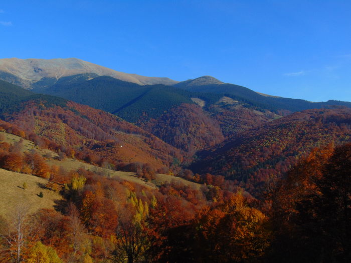 DSC01809 - Toamna 2015