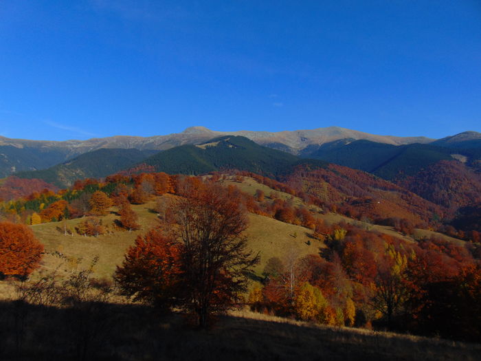 DSC01810 - Toamna 2015