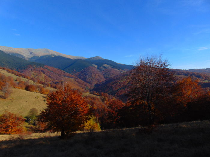DSC01812 - Toamna 2015