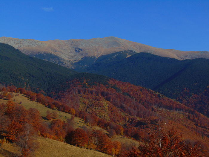 DSC01814 - Toamna 2015