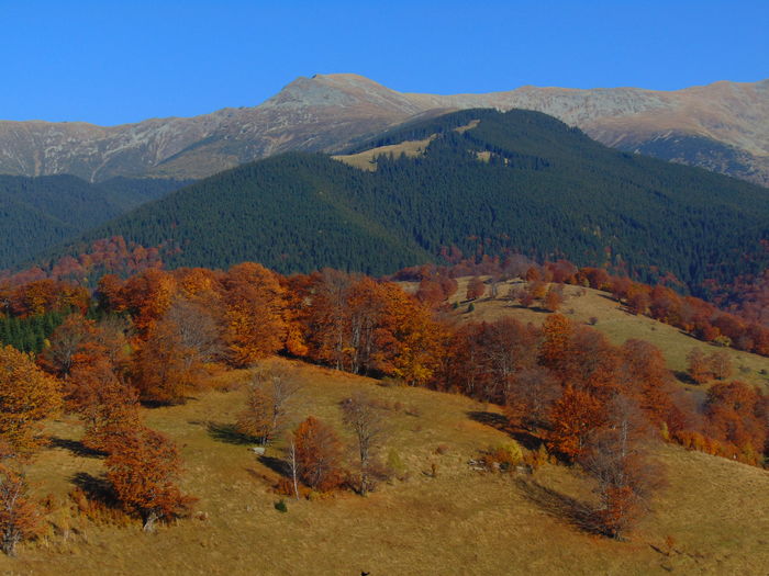 DSC01815 - Toamna 2015