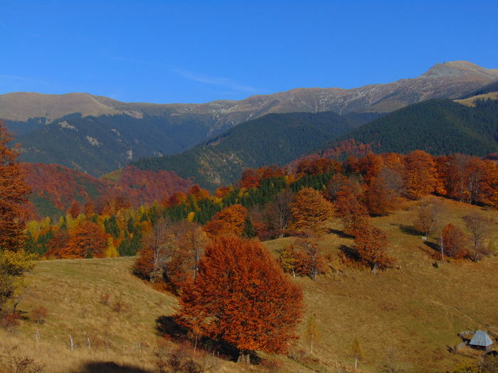 DSC01816 - Toamna 2015