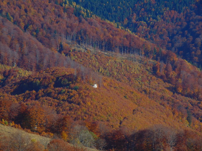 DSC01817 - Toamna 2015
