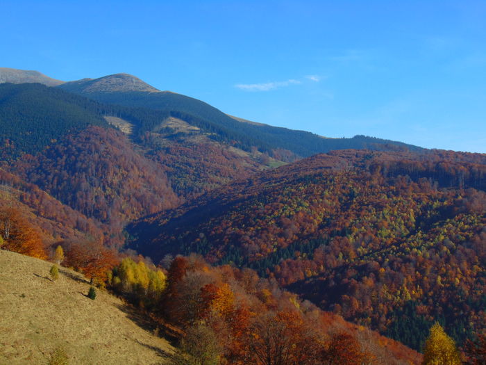 DSC01822 - Toamna 2015