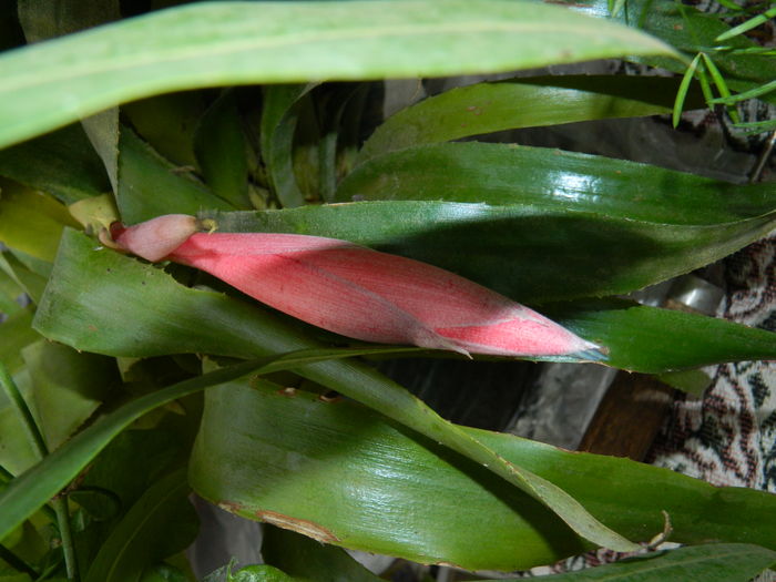 DSCN4876 - 2015_DECEMBRIE