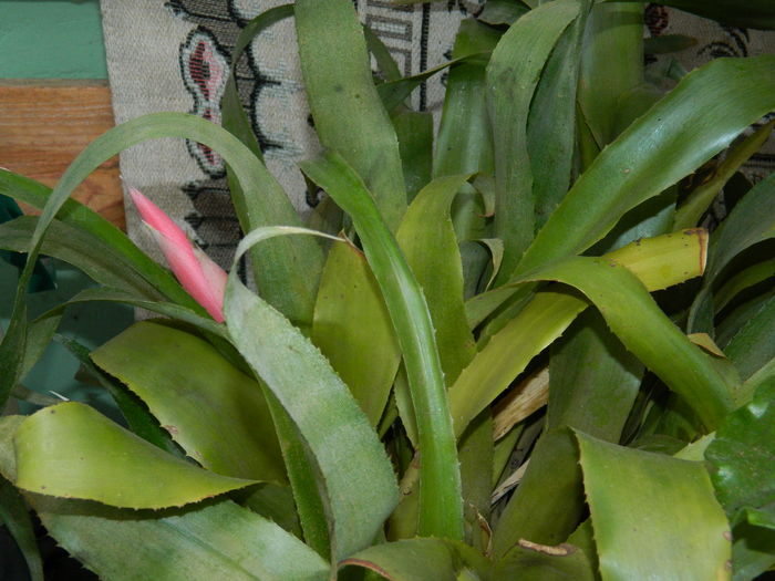 DSCN4877 - 2015_DECEMBRIE