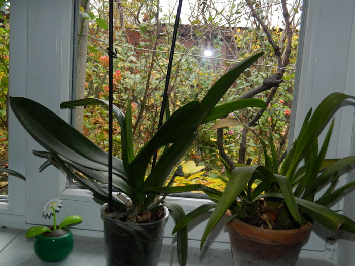 DSCN4887 - 2015_DECEMBRIE