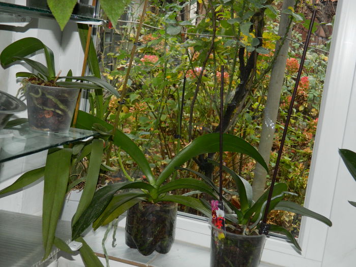 DSCN4889 - 2015_DECEMBRIE