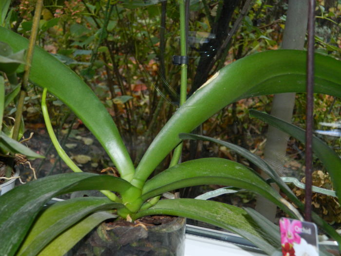 DSCN4892 - 2015_DECEMBRIE