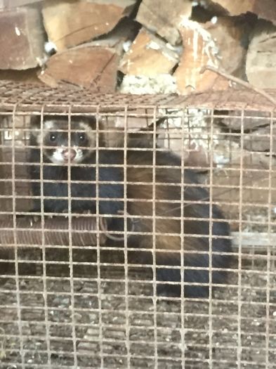 IMG_1426 - 000 DIHOR 2015 OARE ESTE ACELASI