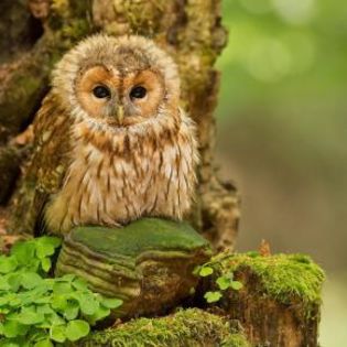 671220_edf84993cfc7d35f8597bccbbecb19dc_mdsq - BIRDS