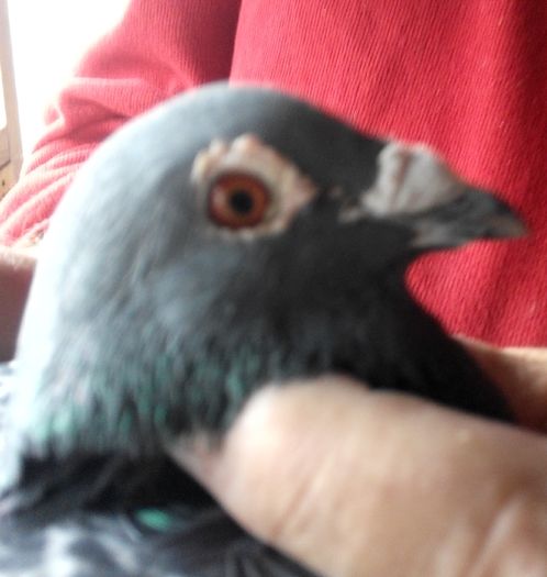 100% DEN HAAN M 09 RO; 100 EURO
