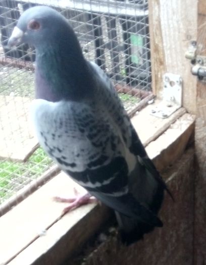 LEEN BOERS + VAN LOON M 09 RO; 300 RON
