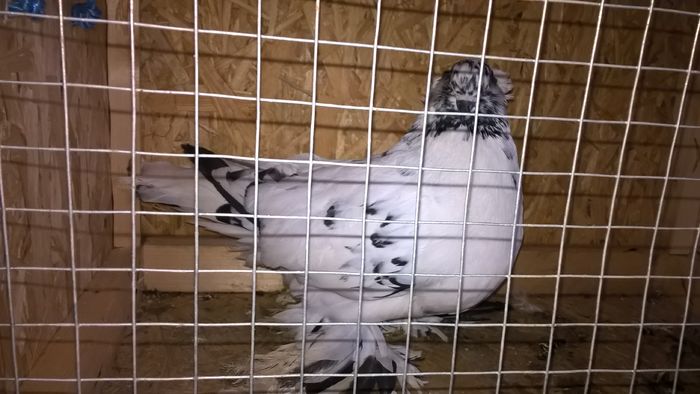 WP_20151121_12_45_16_Pro - Pui 2015