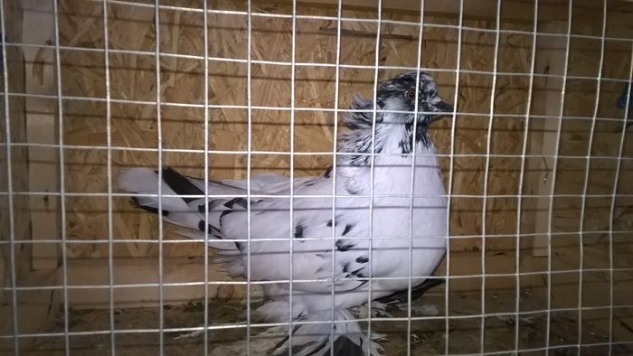 WP_20151121_12_45_46_Pro - Pui 2015