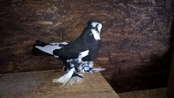 WP_20151121_12_49_56_Pro - Pui 2015