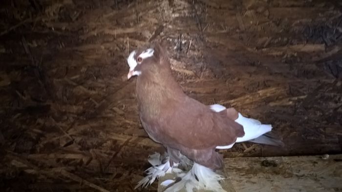 WP_20151121_12_54_38_Pro - Pui 2015