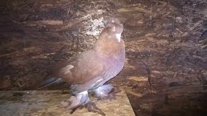 WP_20151121_12_56_36_Pro - Pui 2015