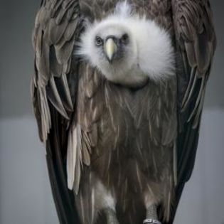 671368_ed79b7f56a311e057bc9eb848516e91b_mdsq - BIRDS