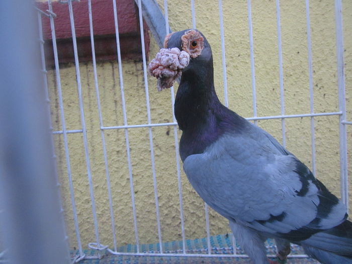 IMG_2699[1] - Carieri