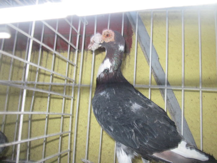 IMG_2704[1] - Carieri