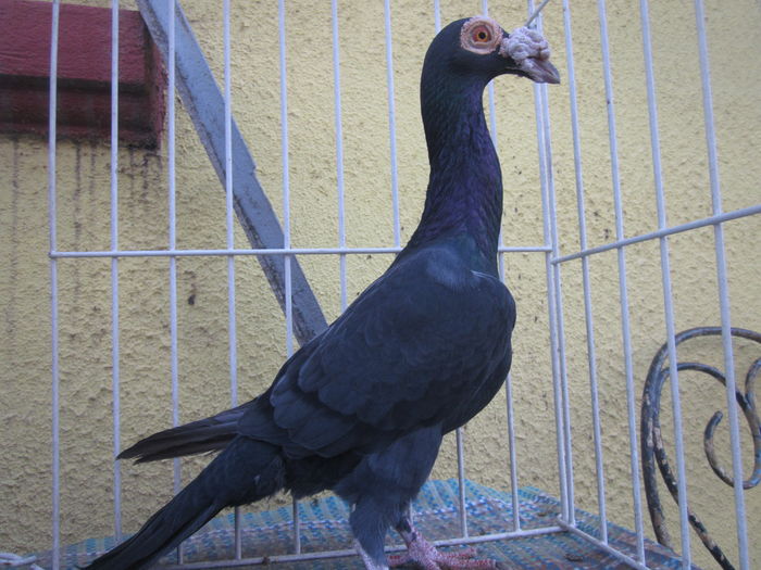 IMG_2693[1] - Carieri