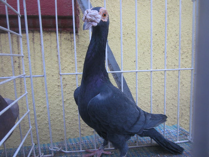 IMG_2694[1] - Carieri