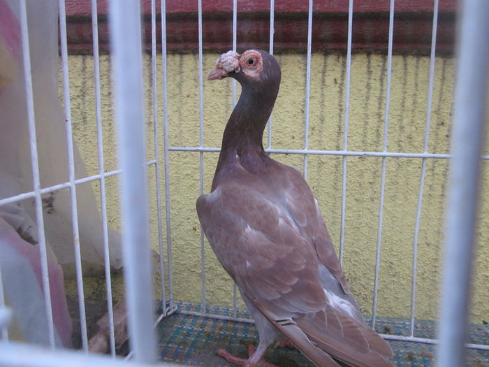 IMG_2695[1] - Carieri