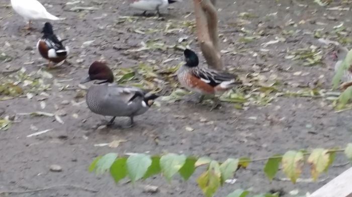 Mascul cu secera 2015