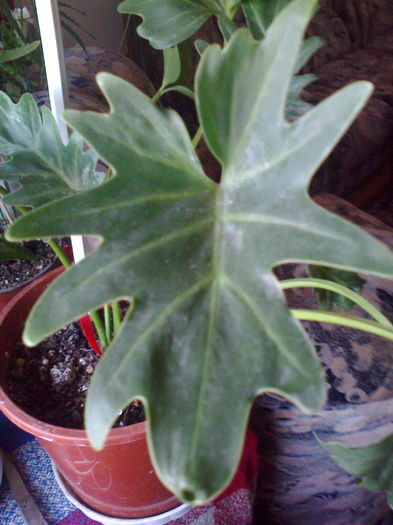 Ph. xanadu(pinnotifidum) - 003-1 Philodendron