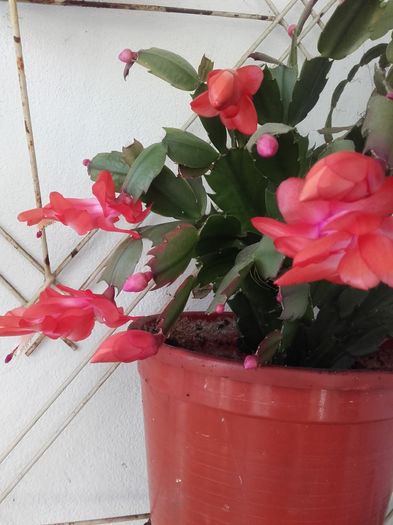 20151202_112644 - Schlumbergera