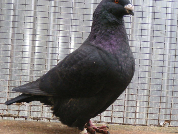 M 2015 vindut dec.2015