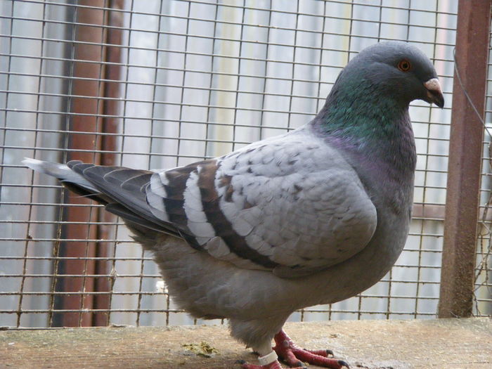 F 2015 vinduta dec.2015