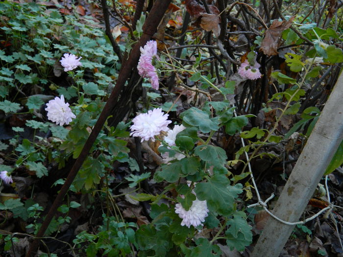 DSCN4927 - 2015_DECEMBRIE