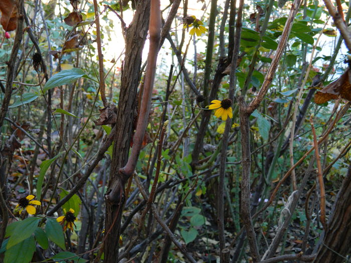 DSCN4928 - 2015_DECEMBRIE