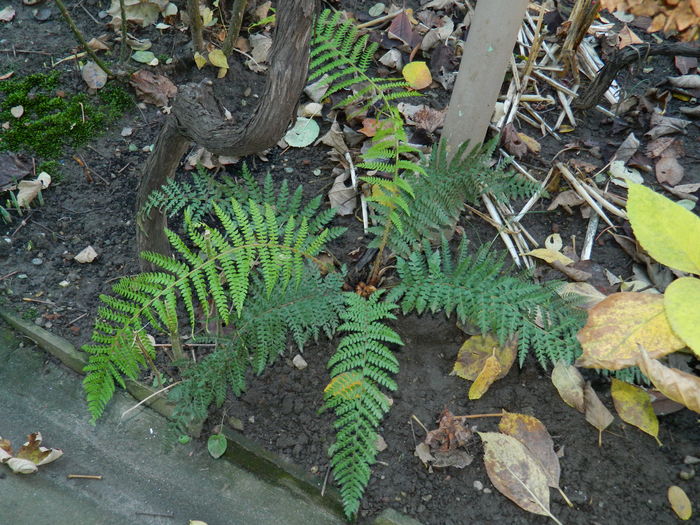 DSCN4936 - 2015_DECEMBRIE