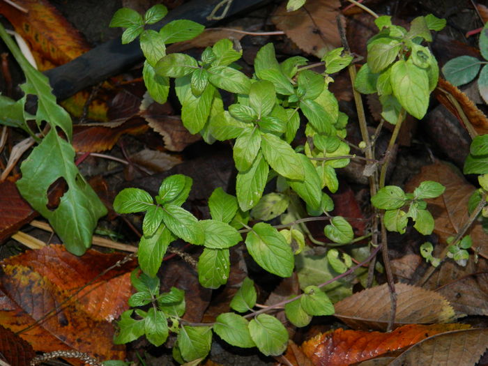 DSCN4968 - 2015_DECEMBRIE