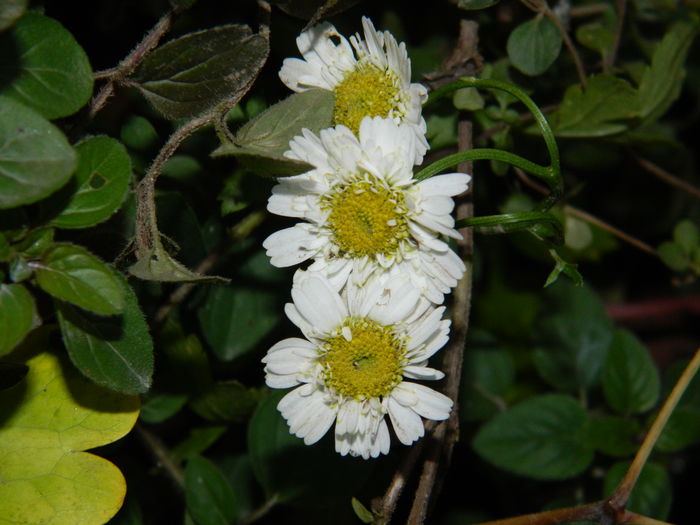 DSCN4981 - 2015_DECEMBRIE