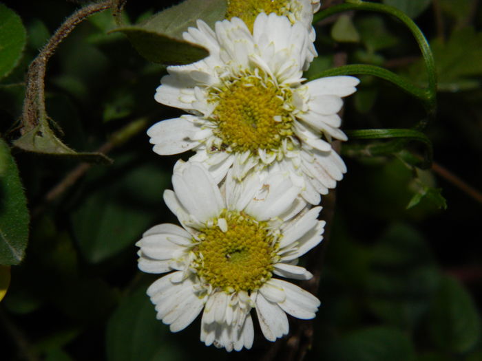 DSCN4982 - 2015_DECEMBRIE