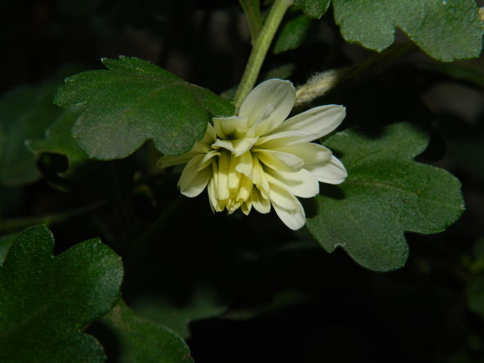 DSCN5001 - 2015_DECEMBRIE