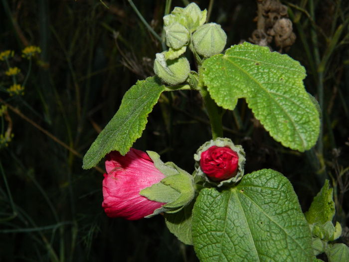 DSCN5025 - 2015_DECEMBRIE