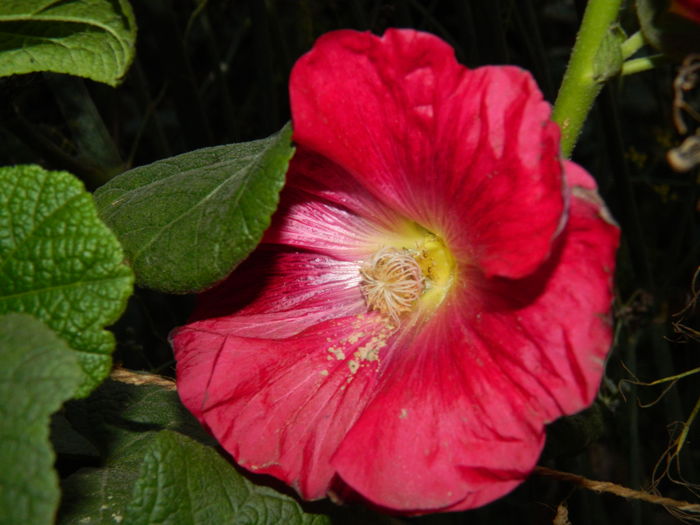 DSCN5026 - 2015_DECEMBRIE