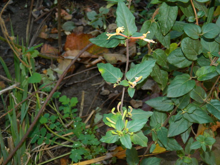 DSCN5027 - 2015_DECEMBRIE