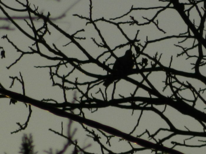 DSCN5035 - 2015_DECEMBRIE