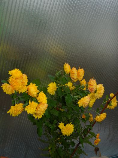 DSCN5041 - 2015_DECEMBRIE