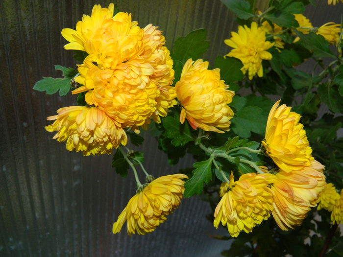 DSCN5043 - 2015_DECEMBRIE