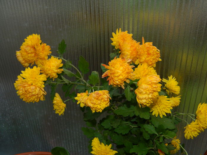 DSCN5047 - 2015_DECEMBRIE